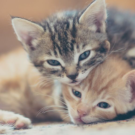 Two kittens napping